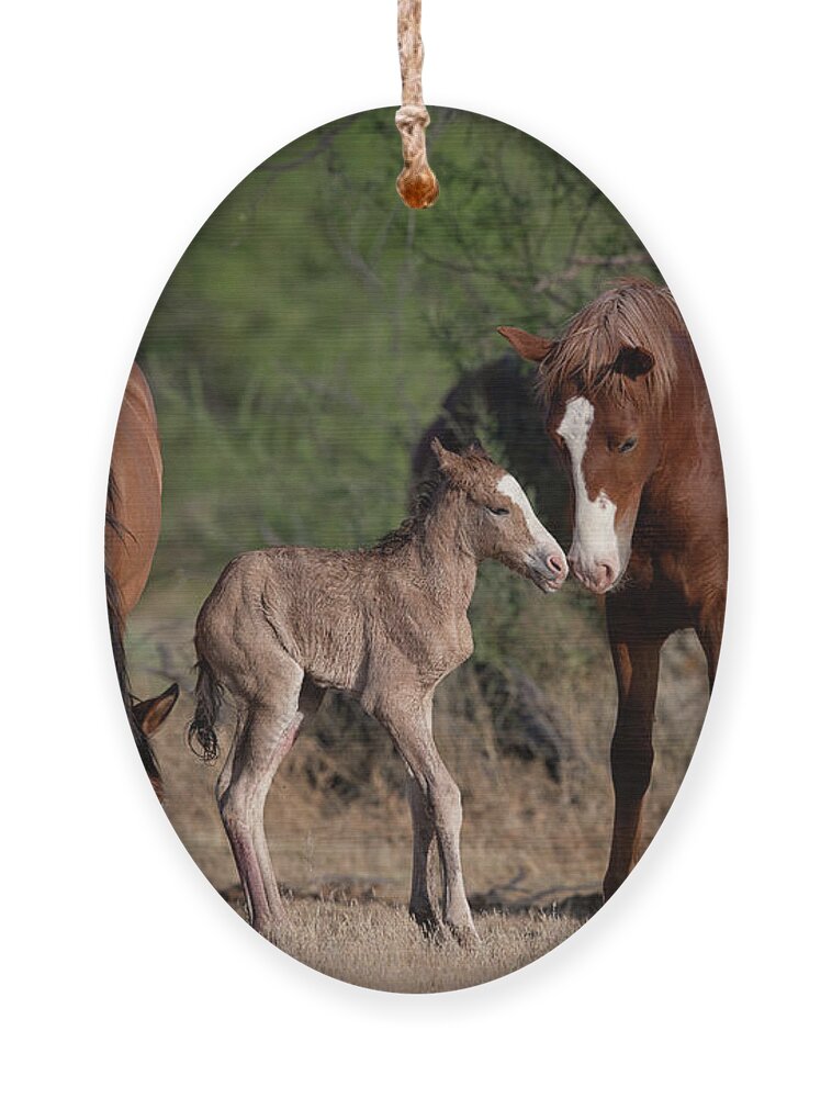 Cute Ornament featuring the photograph Sibling Love by Shannon Hastings