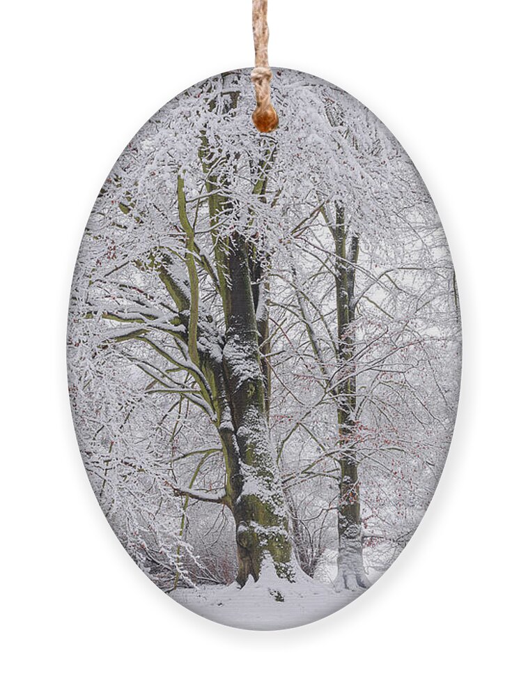 Jenny Rainbow Fine Art Photography Ornament featuring the photograph Silent Guardians - Beech Trees by Jenny Rainbow