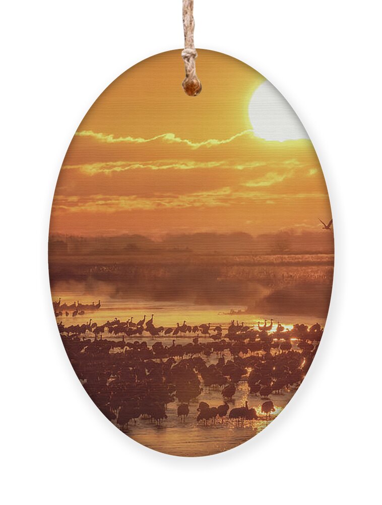 Sandhill Cranes Ornament featuring the photograph Silhouettes Upon the Platte by Susan Rissi Tregoning