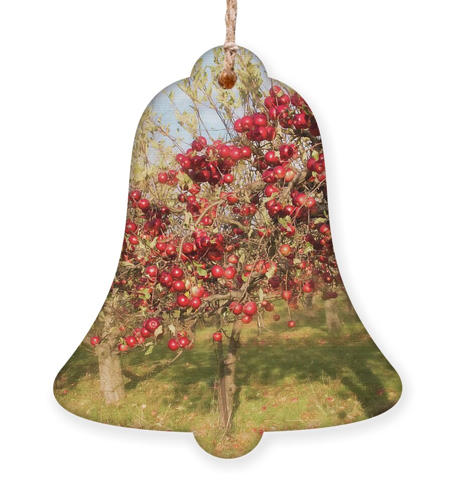  Catharines Ornament featuring the photograph Silmaril Farm Apples by Marilyn Cornwell