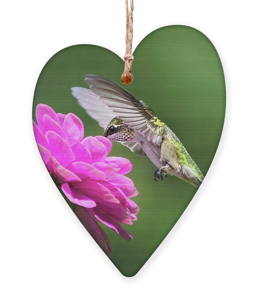 Hummingbird Ornament featuring the photograph Simple Pleasure Hummingbird by Christina Rollo