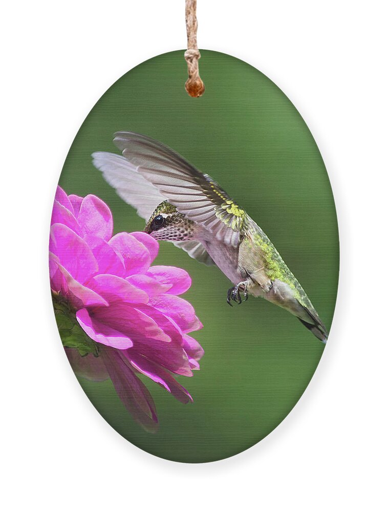 Bird Ornament featuring the photograph Simple Pleasure Hummingbird Square by Christina Rollo