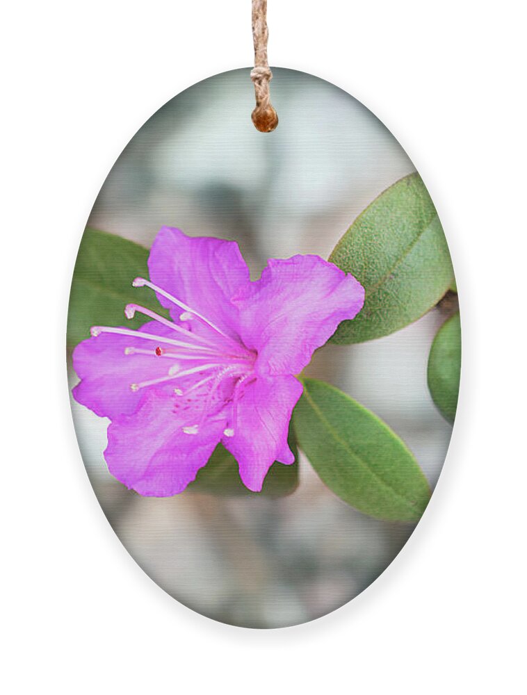 Single Bloom Flower Ornament featuring the photograph Single Bloom Purple Rhododendron Blossom by Gwen Gibson