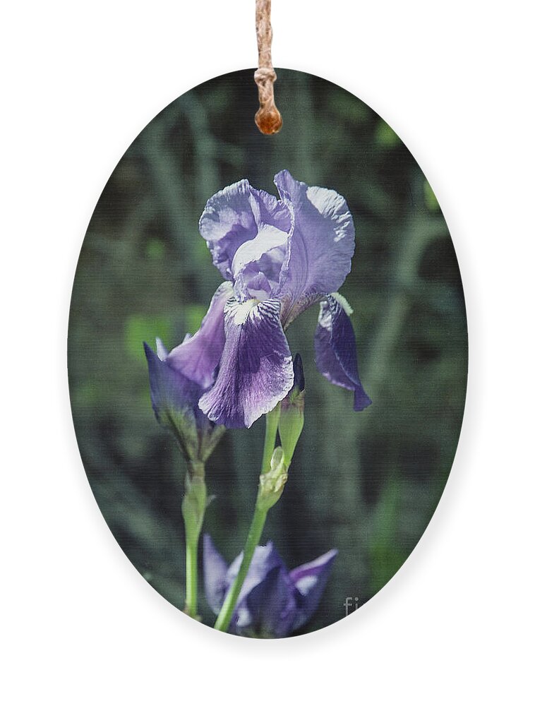 Arizona Ornament featuring the photograph Single Iris by Kathy McClure