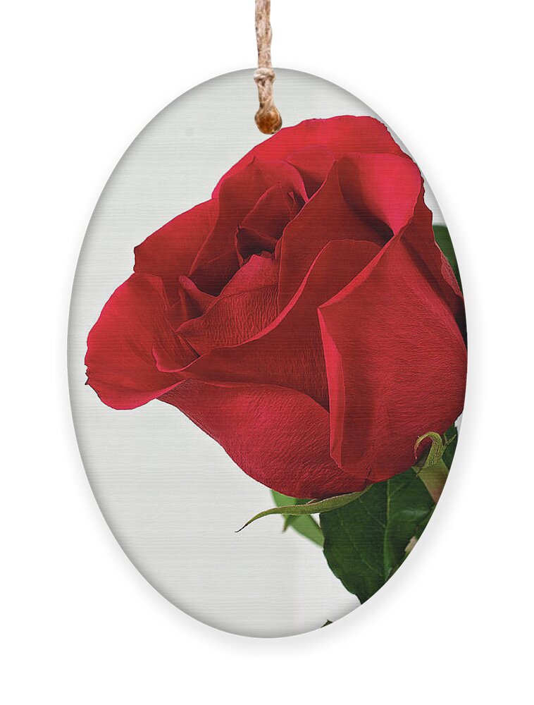 Single Red Rose Wall Art Ornament featuring the photograph Single Red Rose by Gwen Gibson