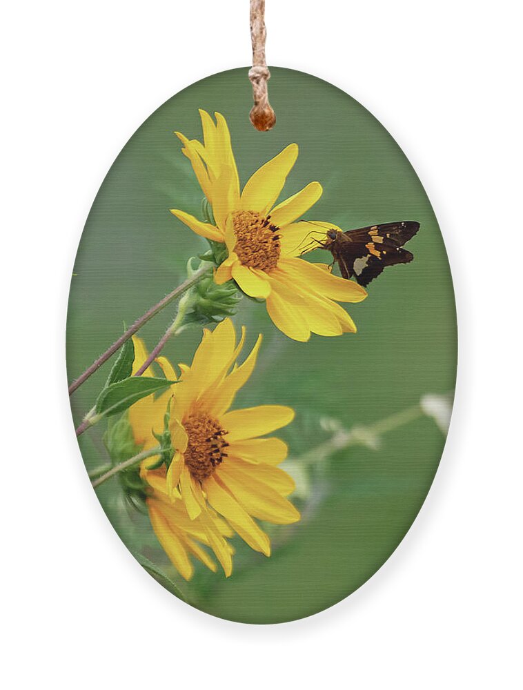 Sunflower Ornament featuring the photograph Skipper on Yellow Flowers by Mindy Musick King