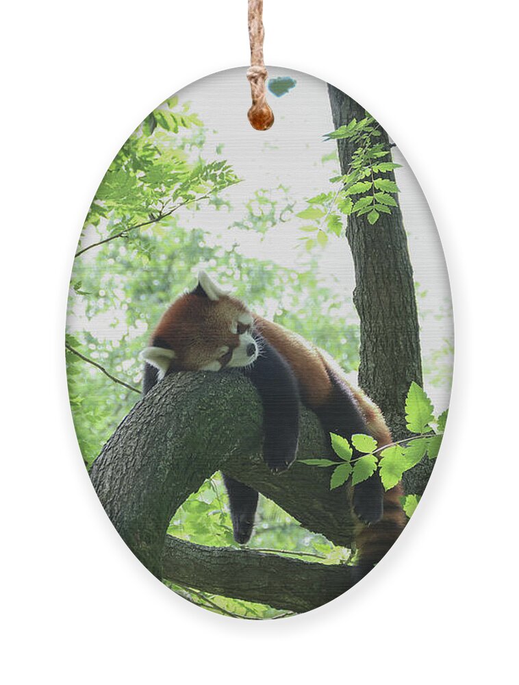 Red Panda Ornament featuring the photograph Sleeping Red Panda by Bentley Davis