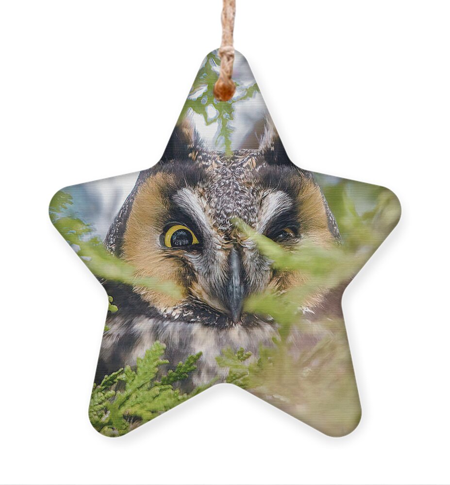 Long Eared Owl Ornament featuring the photograph Smiling Owl by Charline Xia