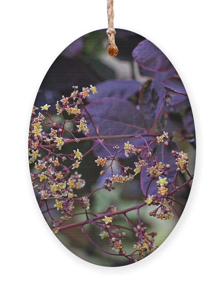 Foliage Ornament featuring the photograph Smoke Bush Flowers 1 by Patricia Youngquist