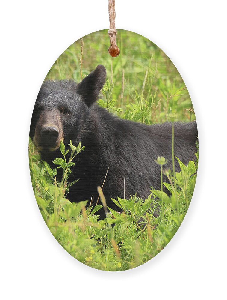Bear Ornament featuring the photograph Smoky Mountains - Black Bear in the Meadow by Susan Rissi Tregoning