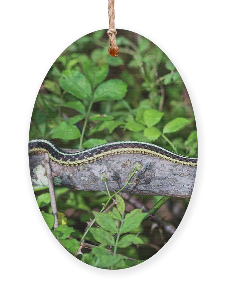 Reptile Ornament featuring the photograph Snake on a Log by Amelia Pearn