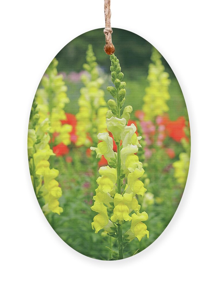 Snapdragon Ornament featuring the photograph Snapdragon by Maria Meester