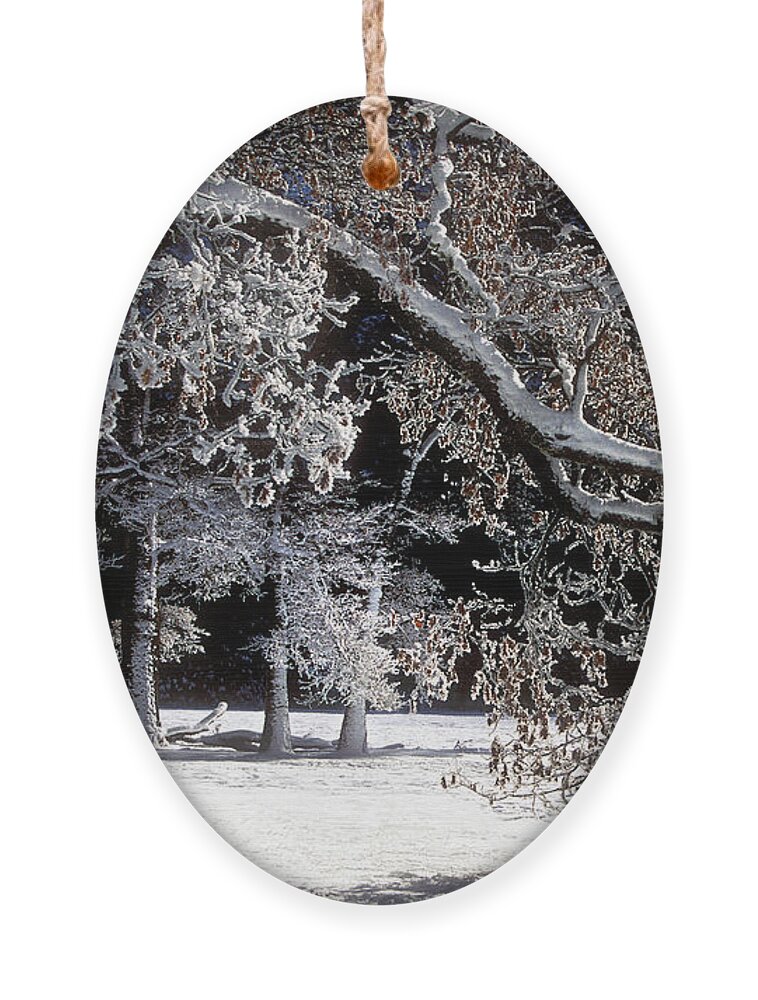Black Oak Ornament featuring the photograph Snow Covered Black Oak Yosemite National Park by Dave Welling
