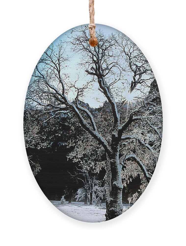 Dave Welling Ornament featuring the photograph Snow Covered Black Oaks Quercus Kelloggii Yosemite by Dave Welling