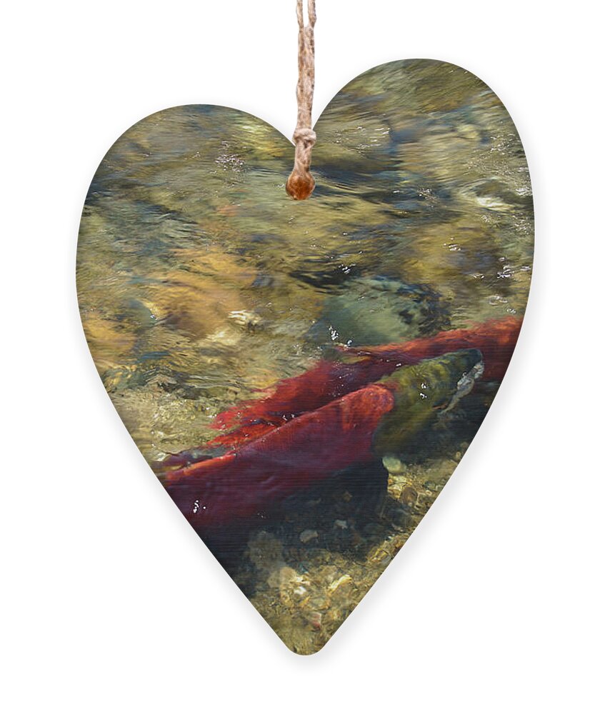 Adams River Ornament featuring the photograph Sockeye Pair in a Riffle by Nancy Gleason