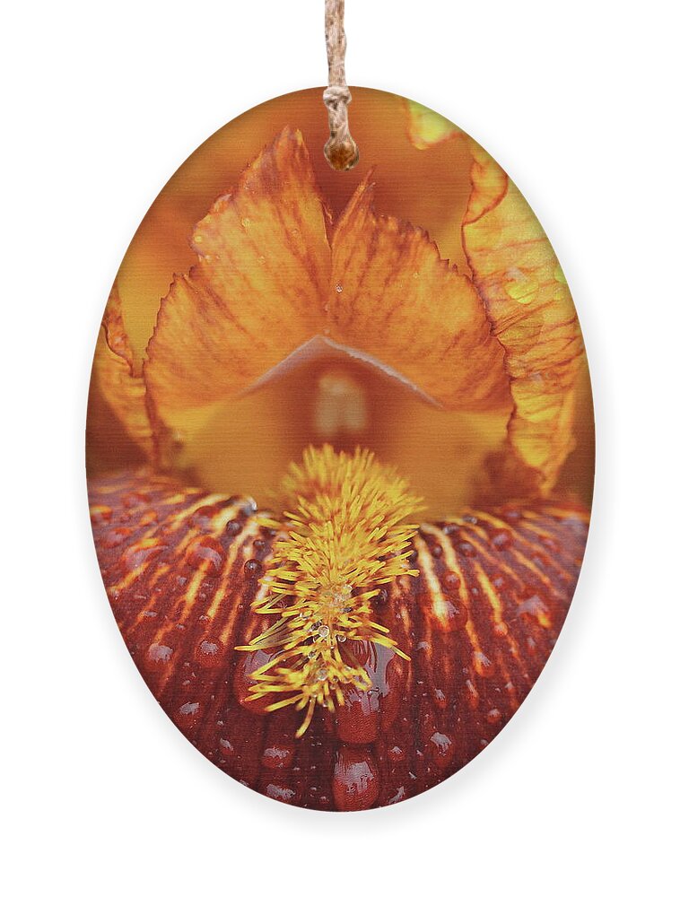 Flower Ornament featuring the photograph Soggy Iris by Lens Art Photography By Larry Trager