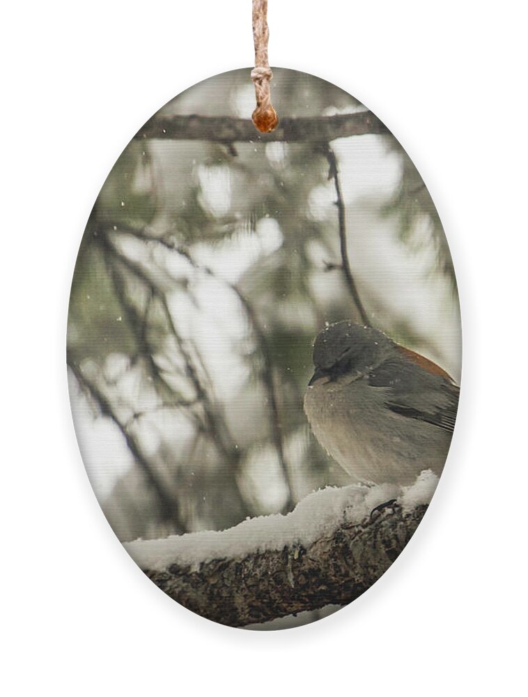 Wildlife Ornament featuring the photograph Songbird in Winter by Laura Putman