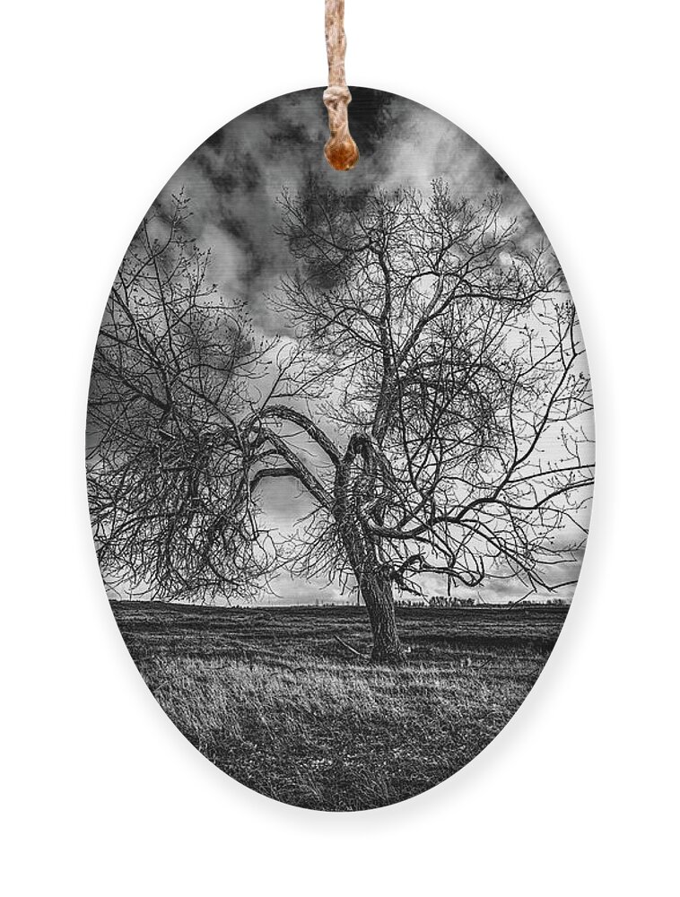 Tree Ornament featuring the photograph South Monochrome by Darcy Dietrich