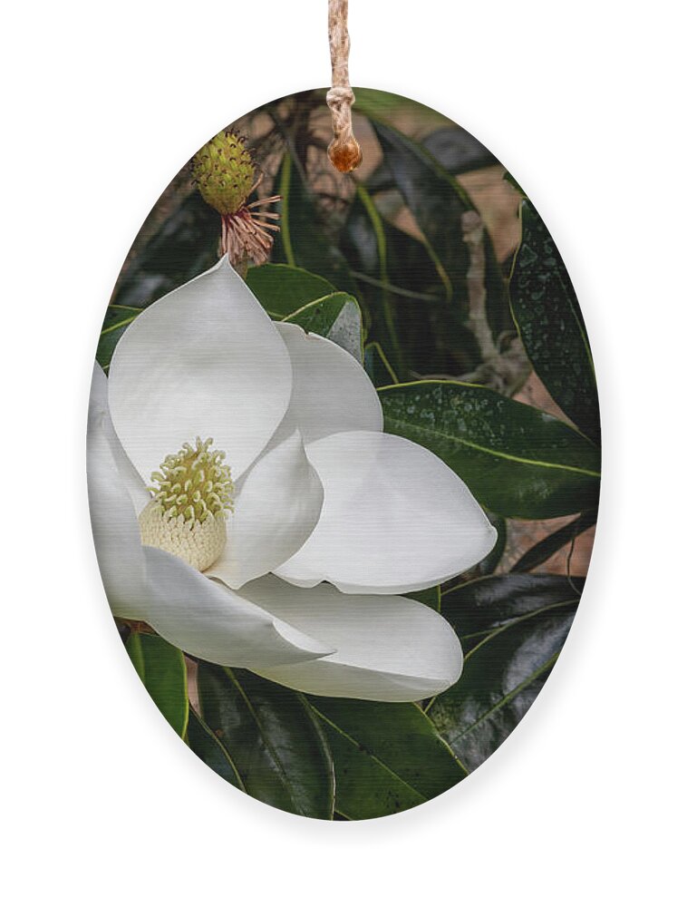 Southern Magnolia Ornament featuring the photograph Southern Magnolia Flower by Bradford Martin
