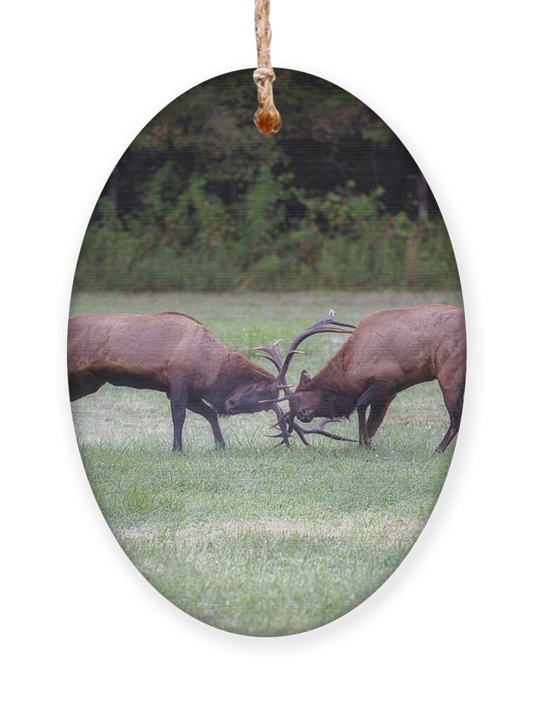 Great Smoky Mountains National Park Ornament featuring the photograph Sparring Elk #2 by Robert J Wagner