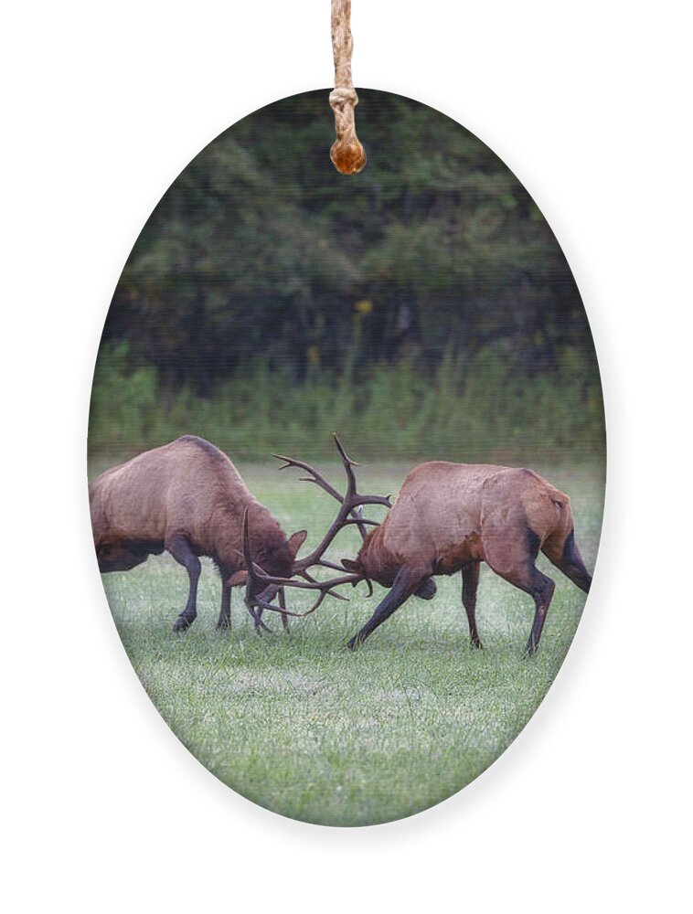 Great Smoky Mountains National Park Ornament featuring the photograph Sparring Elk #3 by Robert J Wagner