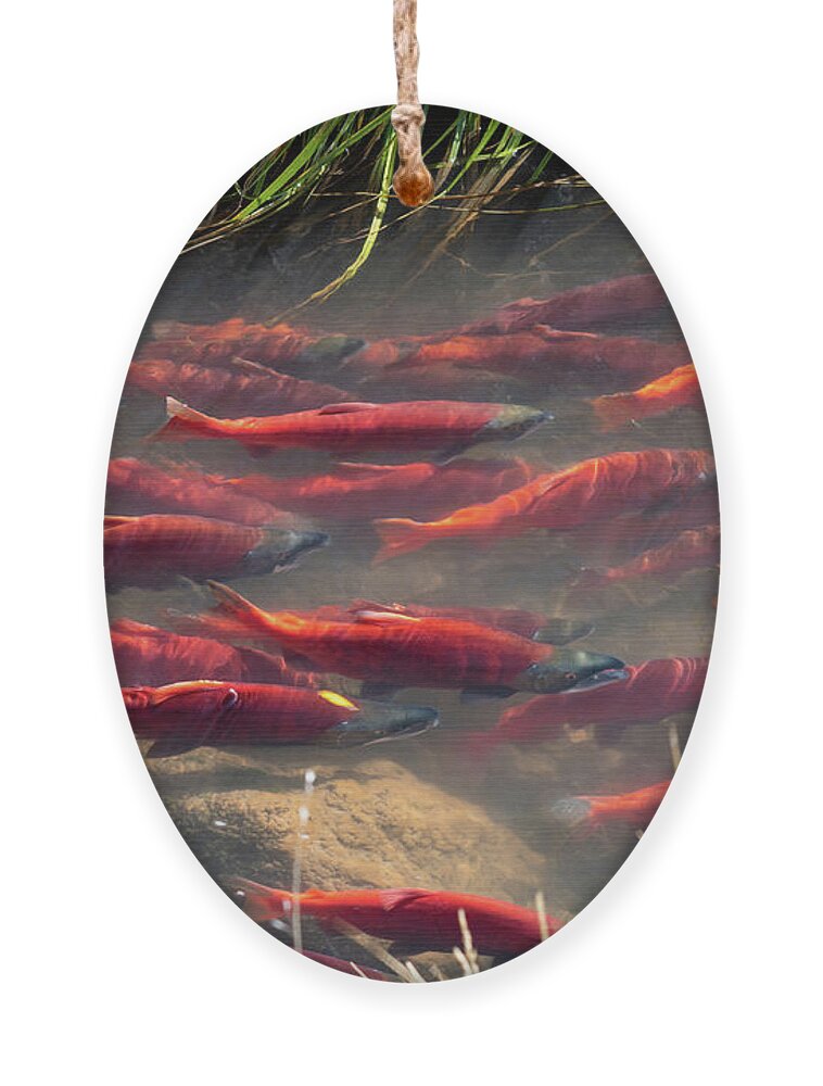 Salmon Ornament featuring the photograph Spawning School by Wesley Aston
