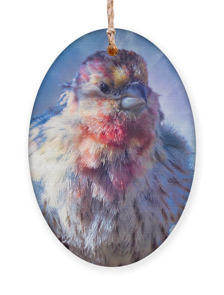 Waywardmuse Ornament featuring the photograph Special Male House Finch by Judy Kennedy