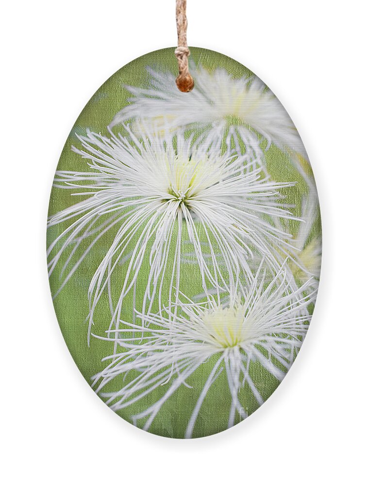 Chrysanthemums Ornament featuring the photograph Spider Mums by Marilyn Cornwell