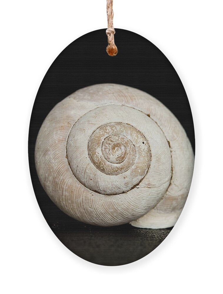 Black Ornament featuring the photograph Spiral Shell by Amelia Pearn