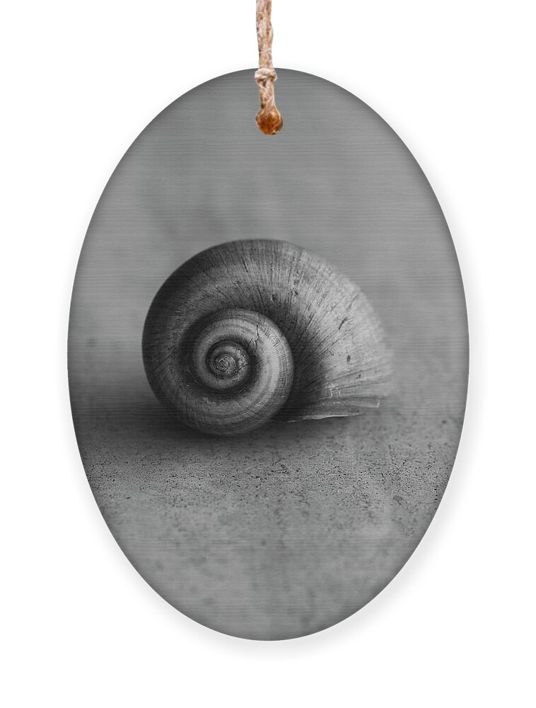 Shell Ornament featuring the photograph Spiral Shell Black and White by Laura Fasulo