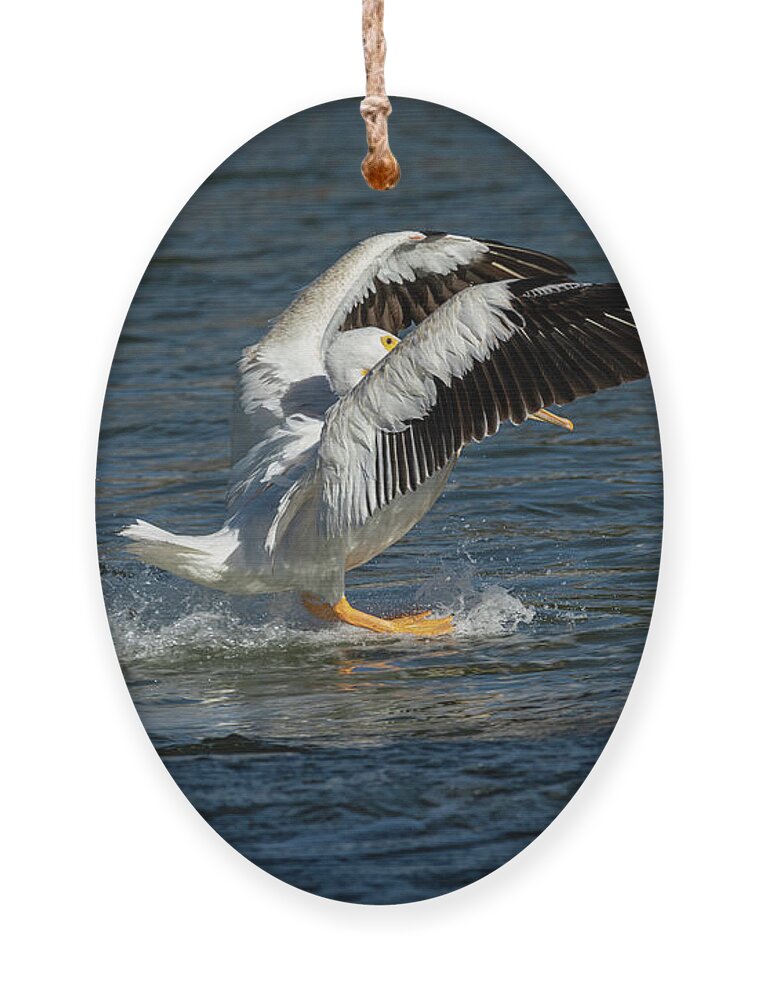 American White Pelican Ornament featuring the photograph Splash Down 2016 by Thomas Young