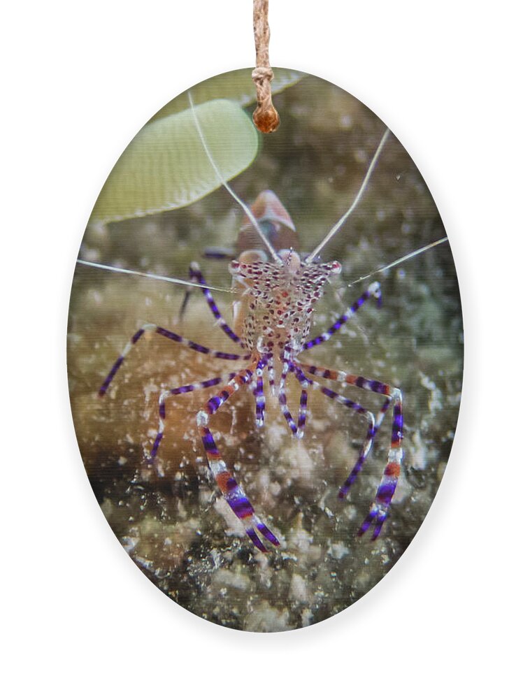 Shrimp Ornament featuring the photograph Spotted Cleaner Shrimp by Brian Weber