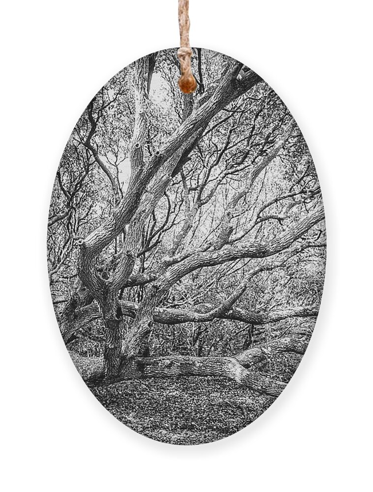 Live Oak Ornament featuring the photograph Sprawling Live Oak Along the Elliot Couse Nature Trail by Bob Decker