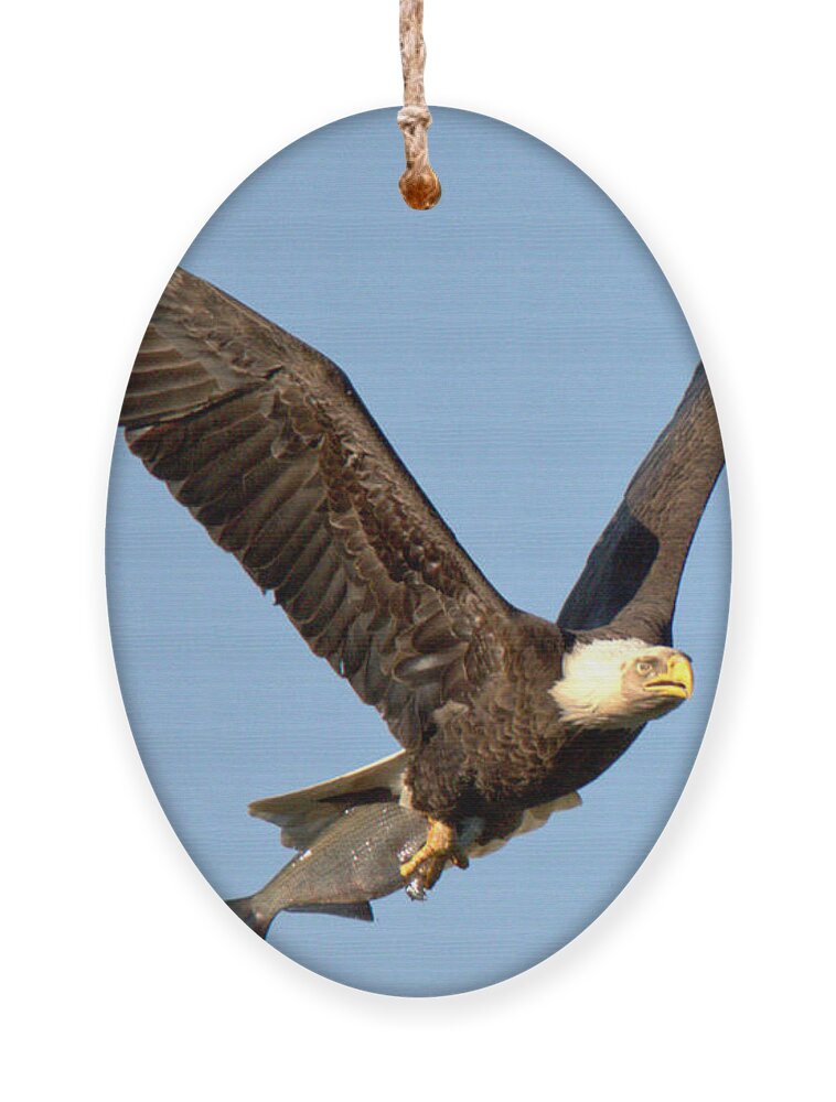Conowingo Ornament featuring the photograph Spring 2023 Eagle With A Fresh Catch by Adam Jewell