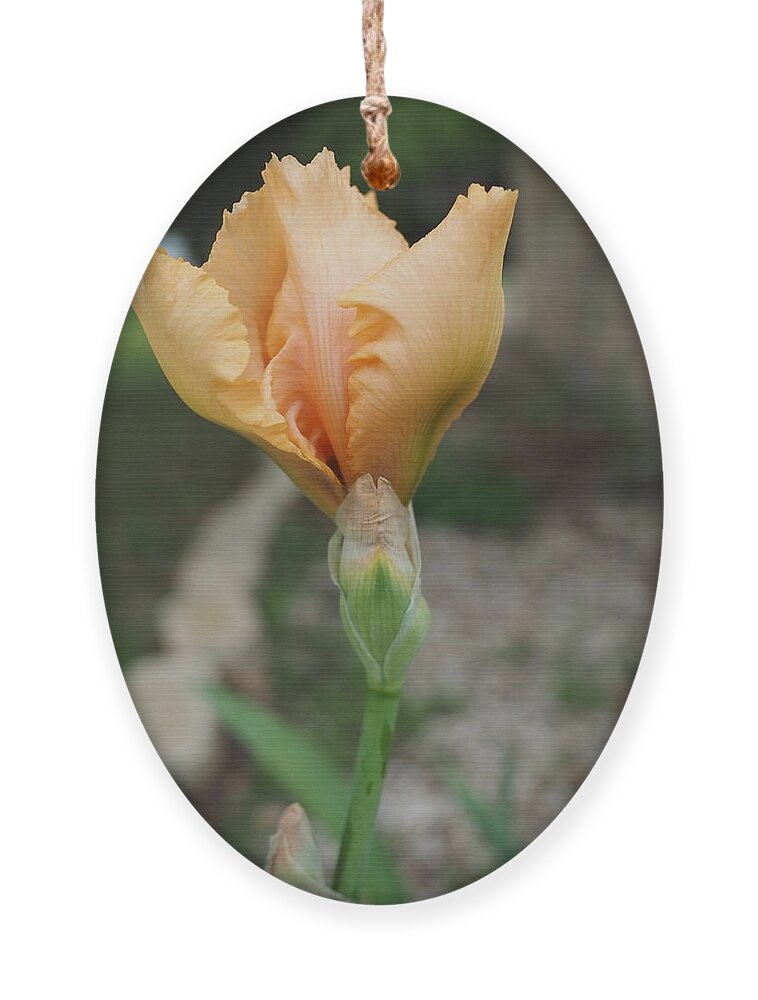 Orange Ornament featuring the photograph Spring Bloom 11 by C Winslow Shafer