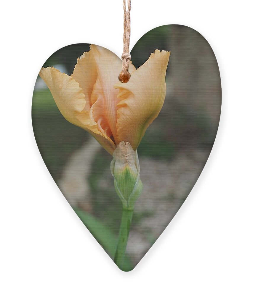 Orange Ornament featuring the photograph Spring Bloom 11 by C Winslow Shafer