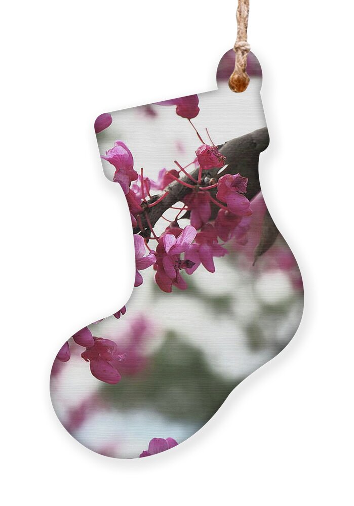 Pink Ornament featuring the photograph Spring Bloom 8 by C Winslow Shafer