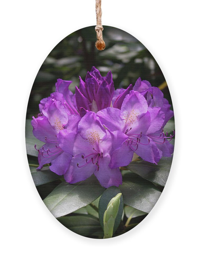 Close Up Color Photography Of A Rhododendron Blossom. Ornament featuring the photograph Spring Blossom by Geoff Jewett