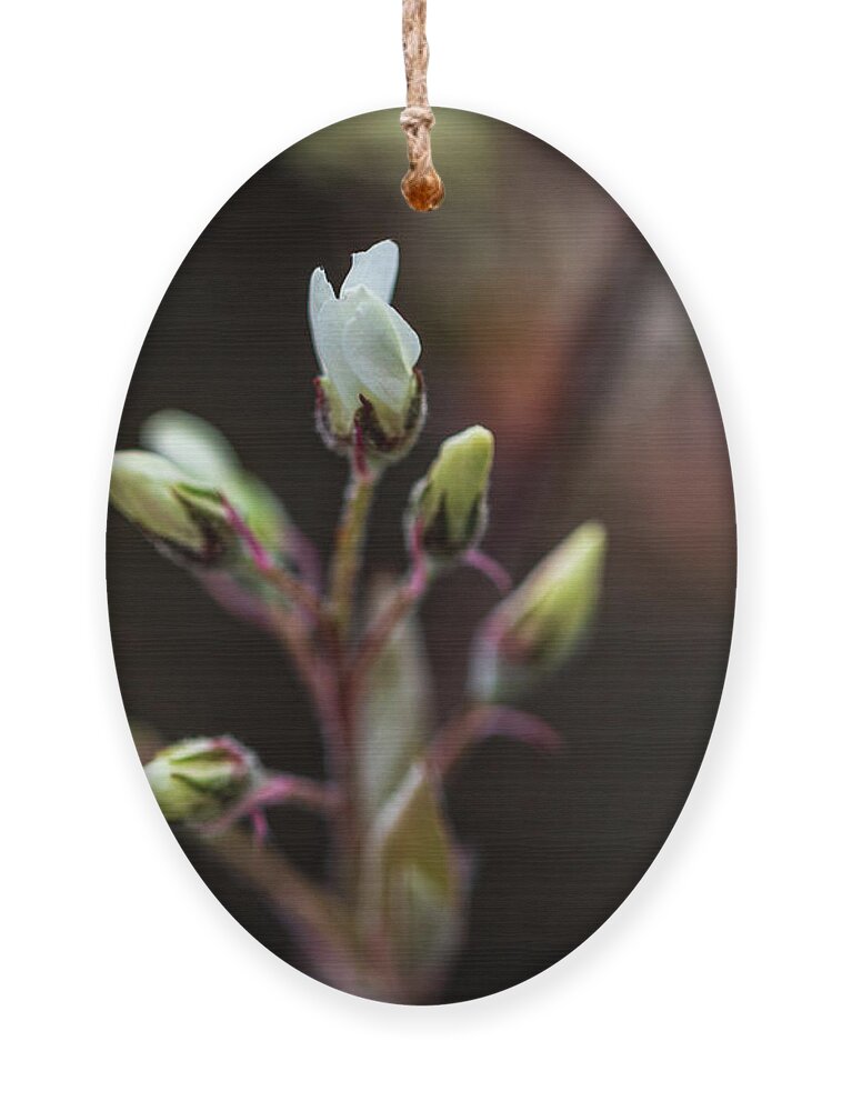 Plant Ornament featuring the photograph Spring Flowers Buds - White by Amelia Pearn