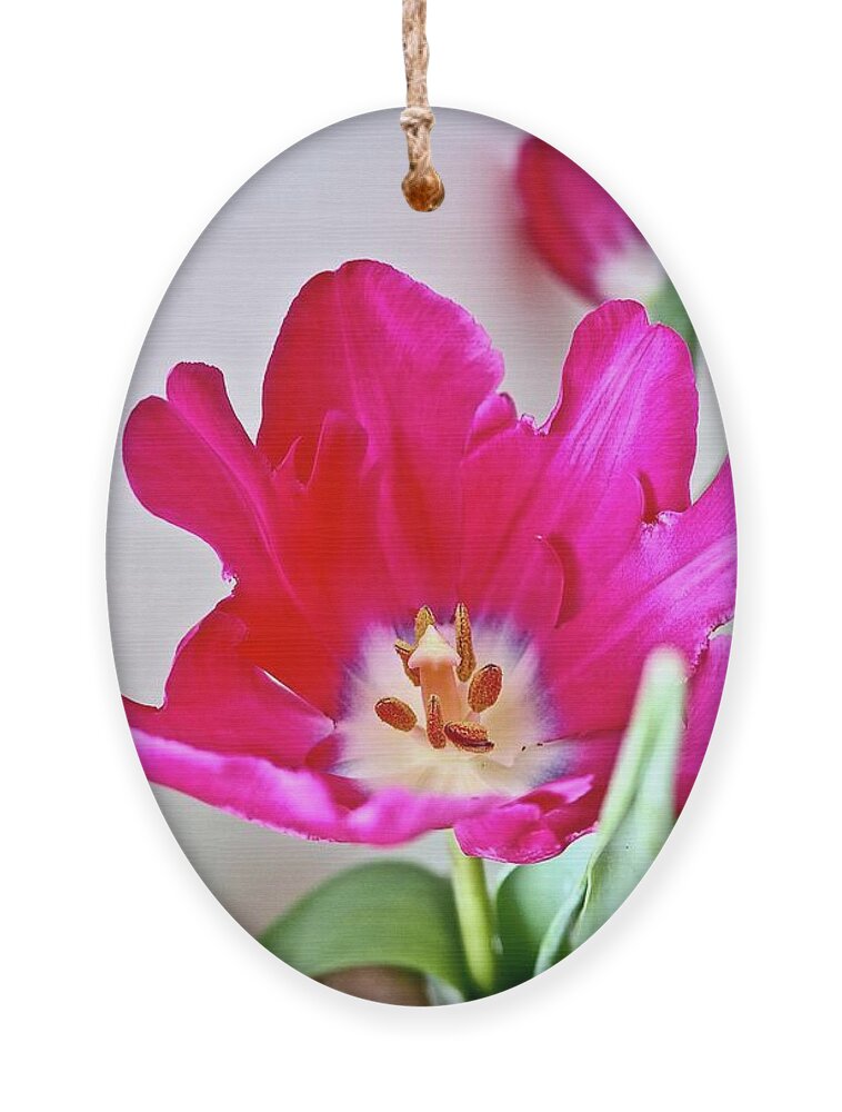 Tulips Ornament featuring the photograph Spring In Winter by Alida M Haslett
