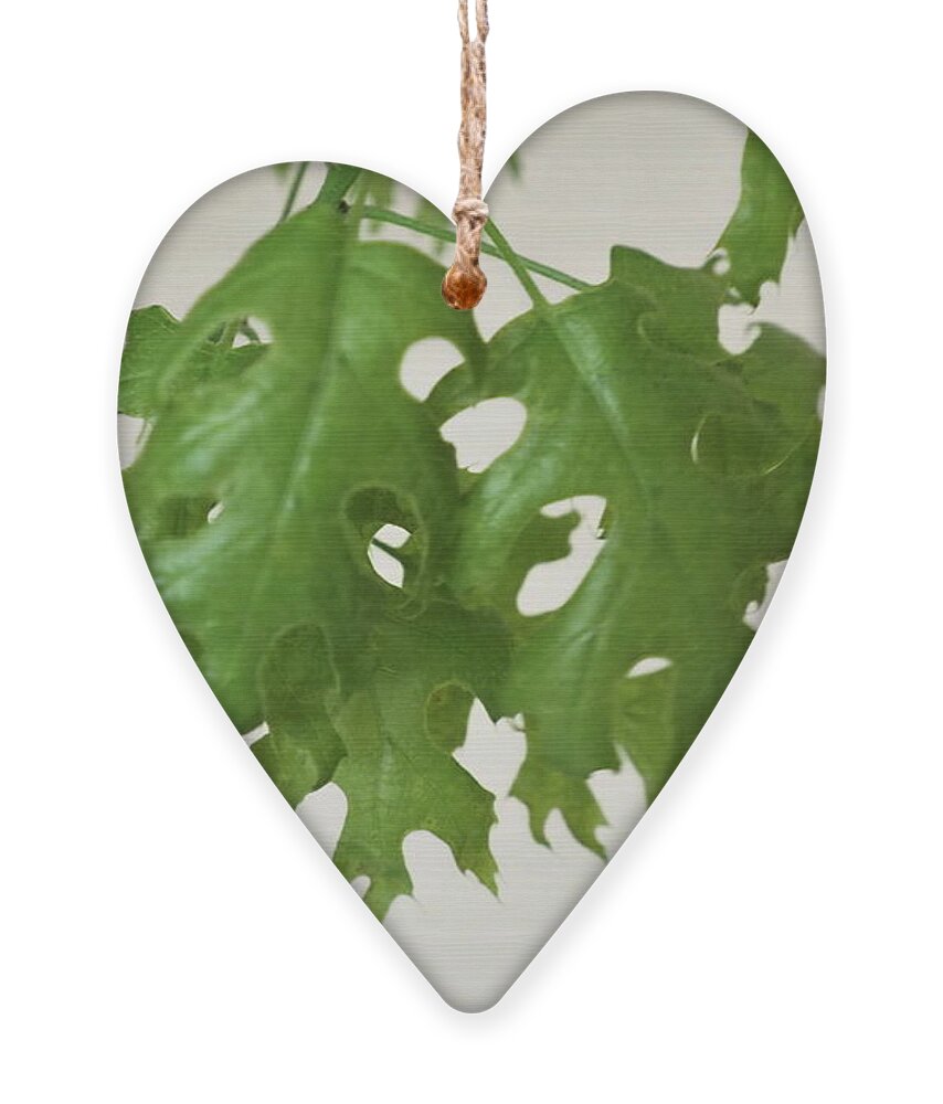 Green Ornament featuring the photograph Spring Leaves 5 by C Winslow Shafer
