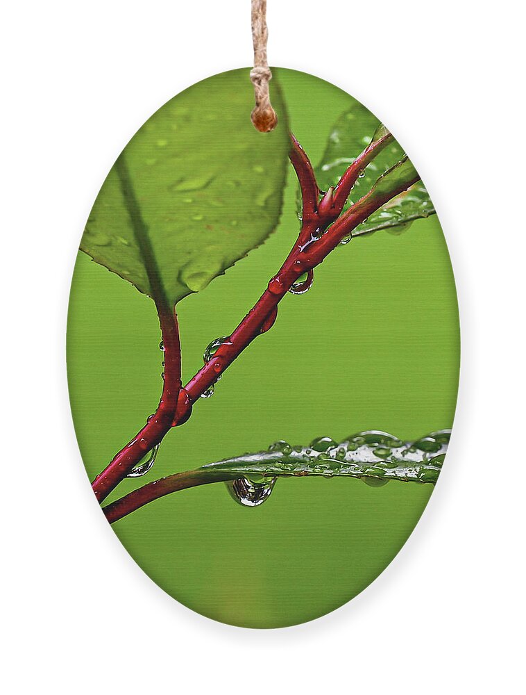 Spring Ornament featuring the photograph Spring Rain by Kevin Suttlehan