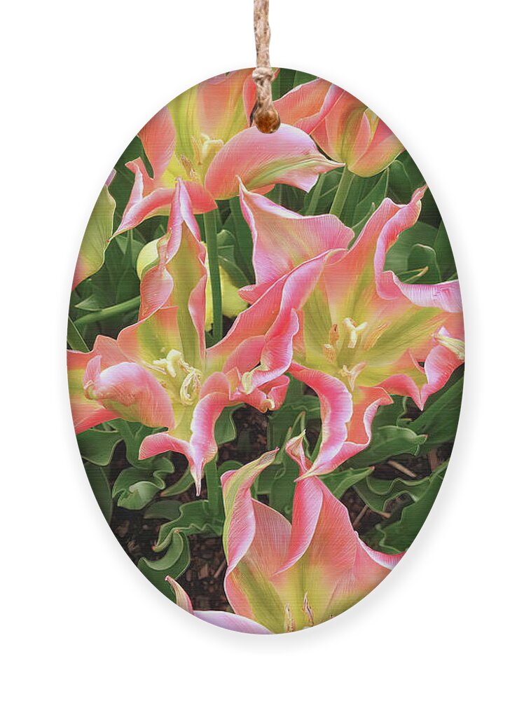 Tulips Ornament featuring the photograph Spring Tulips by Scott Cameron