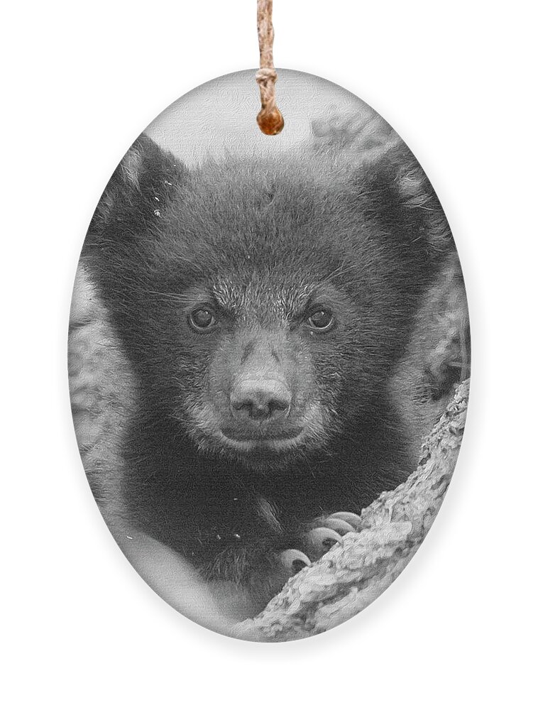 Bear Ornament featuring the photograph Square Bear by Everet Regal