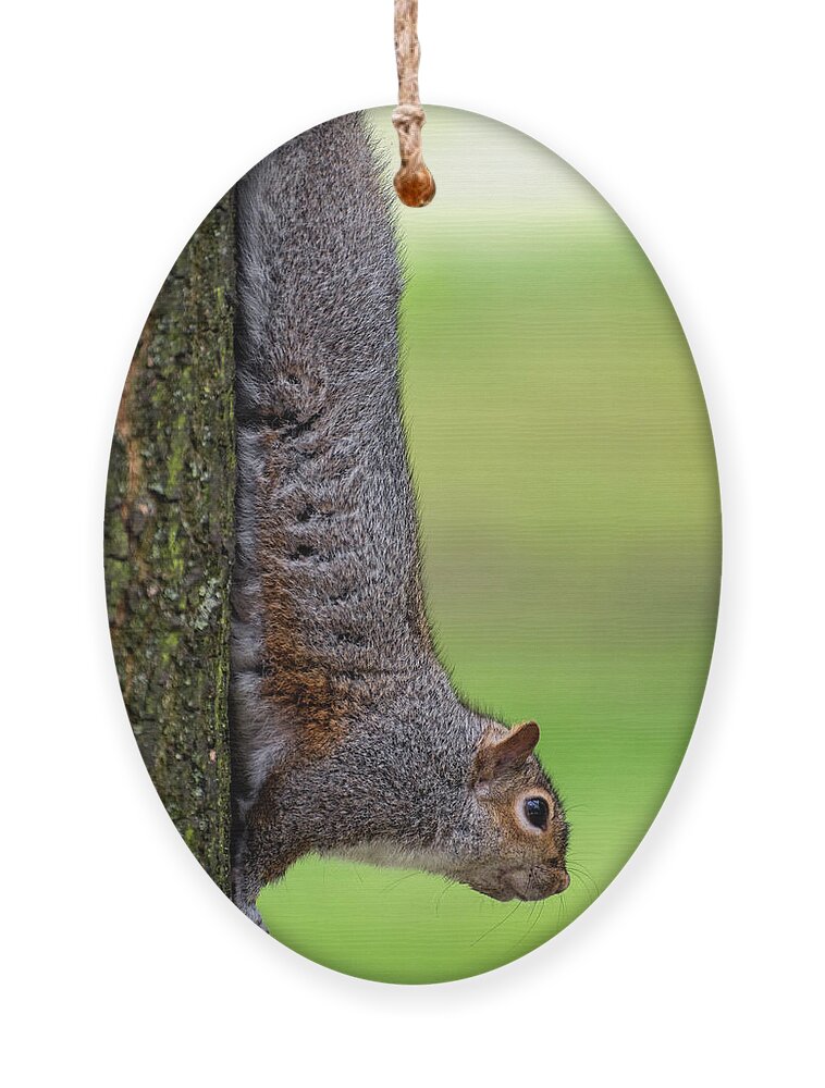 Squirrel Ornament featuring the photograph Squirrel at Greenwich Park 2 by Pablo Lopez
