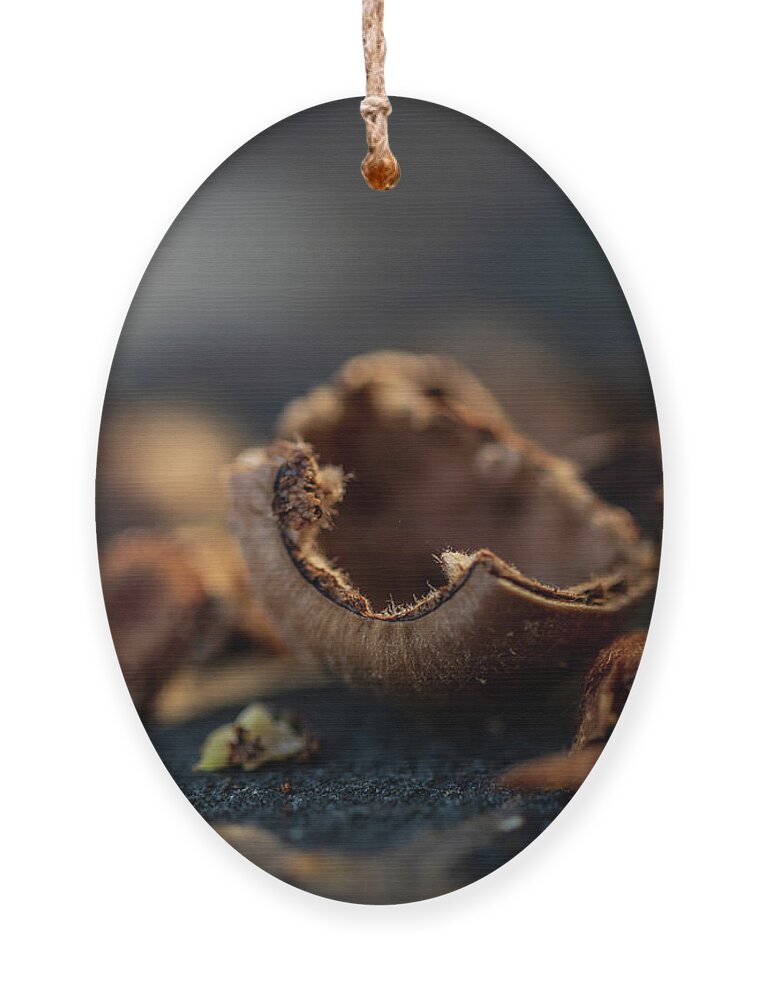 Nature Ornament featuring the photograph Squirrel Lunch 2 by Amelia Pearn