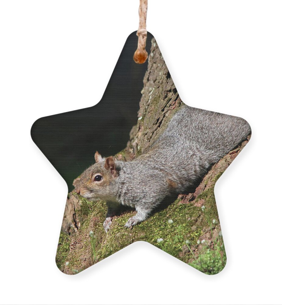 Squirrels Ornament featuring the photograph Squirrel Taking a Rest by Trina Ansel
