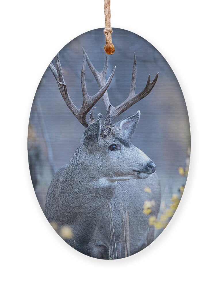 Deer Ornament featuring the photograph Stag in Autumn Woods by Rehna George