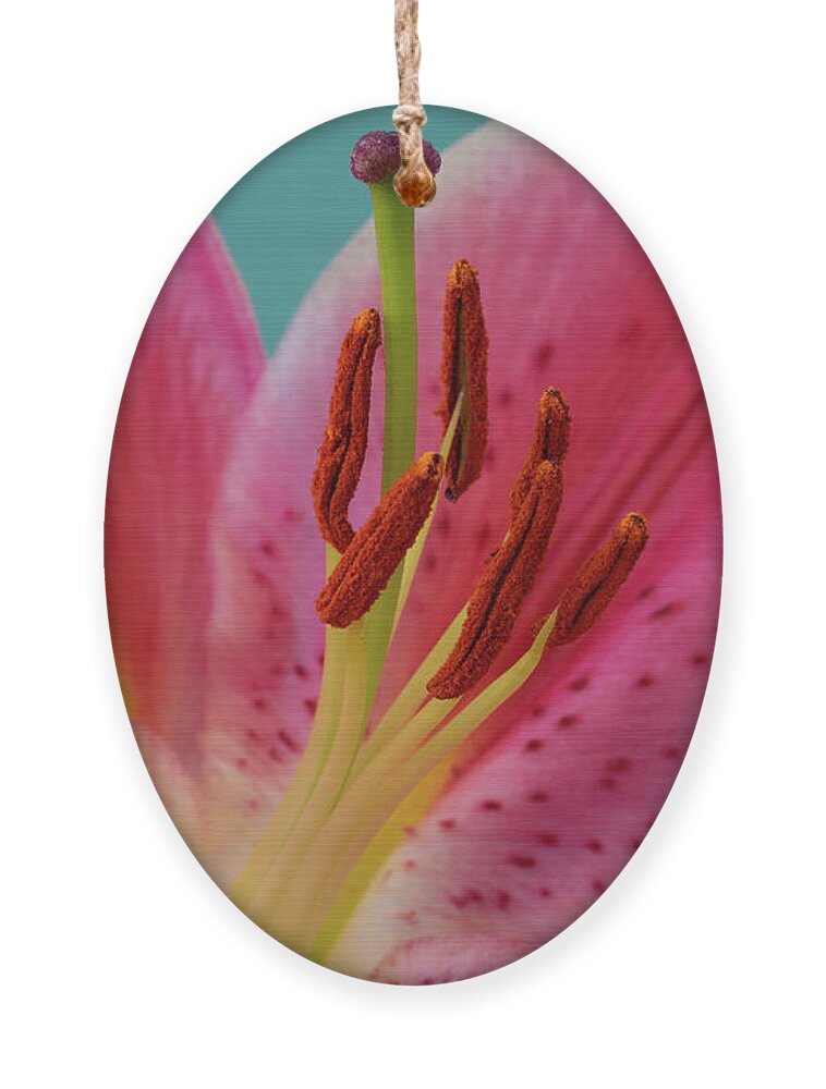 Lily Ornament featuring the photograph Stargazer Lily by Tina Horne