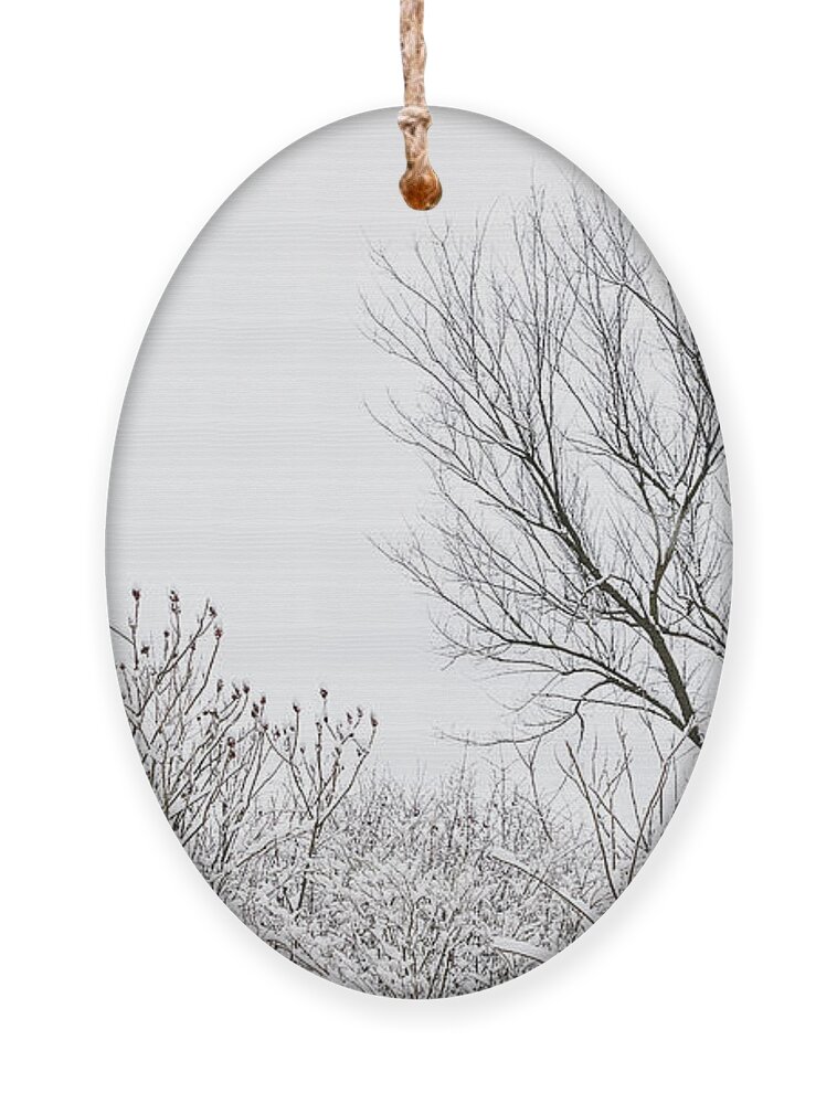 Illinois Ornament featuring the photograph Stark Winter Beauty by Joni Eskridge